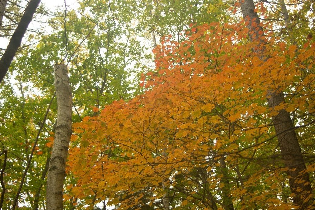 八千穂高原自然園の紅葉 のり の雑記帳